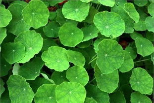 秦嵐直言“上鏡女星其實(shí)都不好看”，植物提取物揭示鏡頭下的審美扭曲